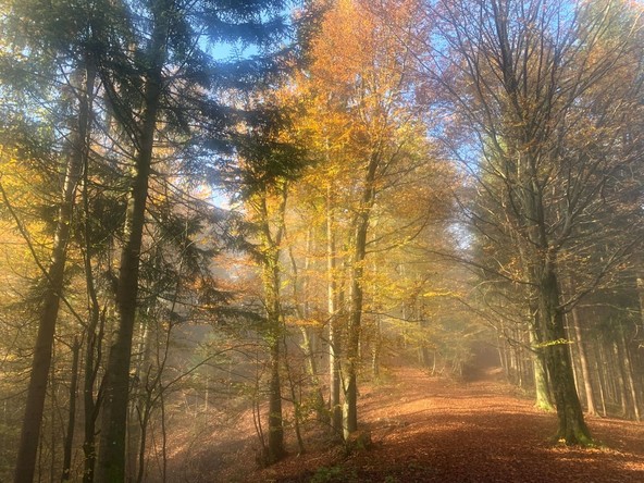 Gozdni bonton Skrbno z gozdom : Pri vožnji v naravnem okolju ravnajmo odgovorno